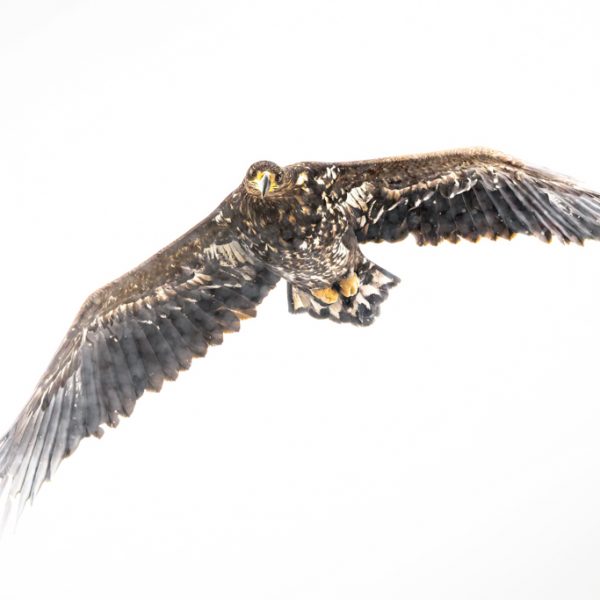 Seeadler