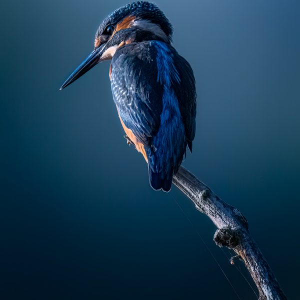 Eisvogel