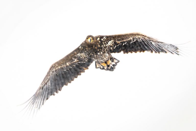 Seeadler