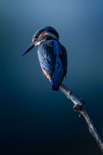 Eisvogel